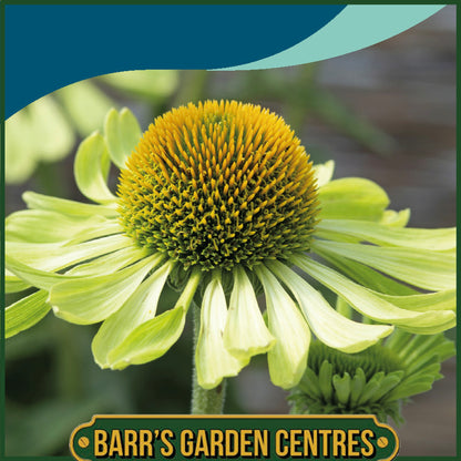 Johnsons - Echinacea Alan's Pride - 10 Seeds