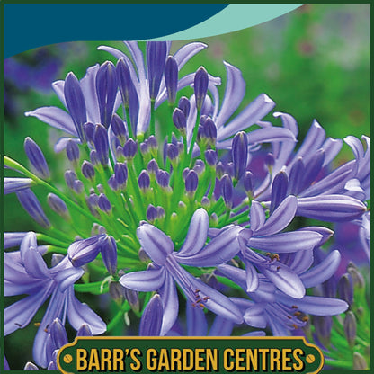 Johnsons - Agapanthus Headbourne Hybrids - 20 Seeds