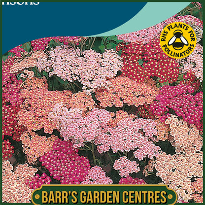 Johnsons - Achillea Summer Berries - 50 Seeds