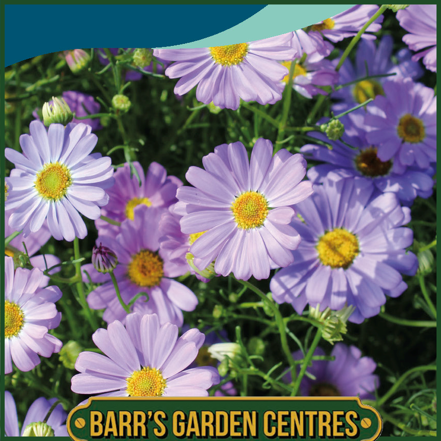 Johnsons - Swan River Daisy Little Missy - 250 Seeds