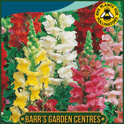 Johnsons - Antirrhinum Rust Resistant Mix - 1000 Seeds