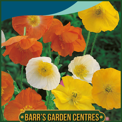 Johnsons - Poppy Iceland Mix - 2000 Seeds