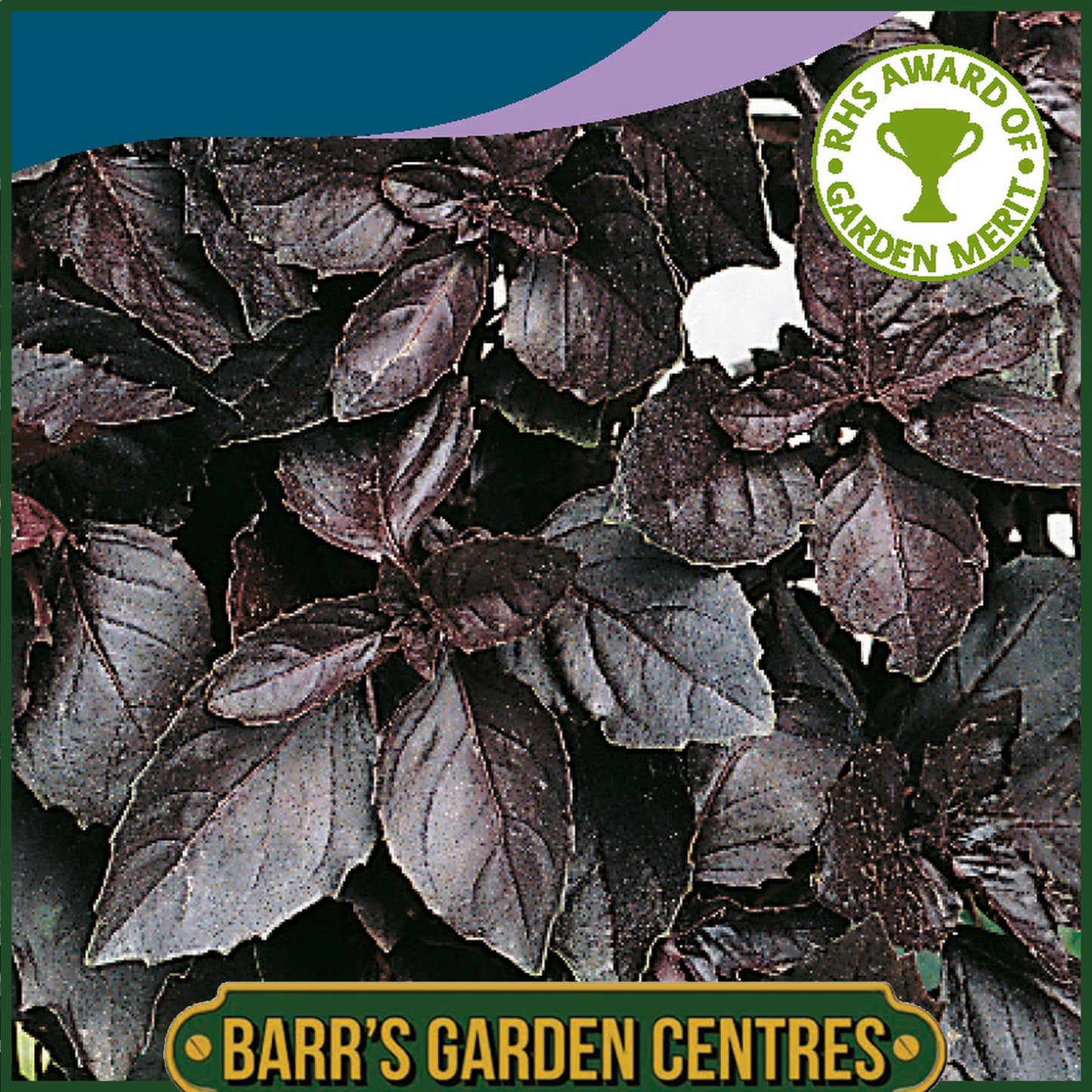 Johnsons - Herb - Basil Red Leaved - 300 Seeds