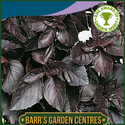 Johnsons - Herb - Basil Red Leaved - 300 Seeds