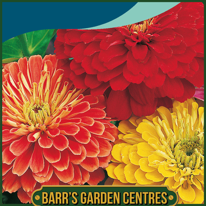 Johnsons - Zinnia Giant Double Mix - 150 Seeds