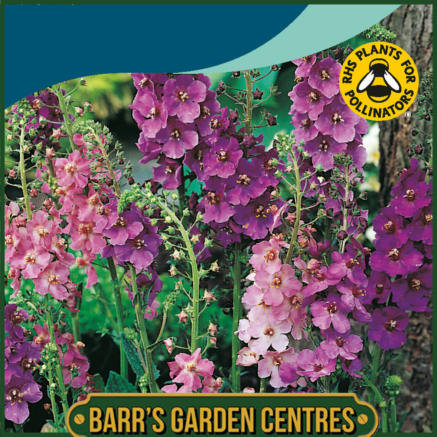 Johnsons - Verbascum Phoeniceum Mix - 500 Seeds