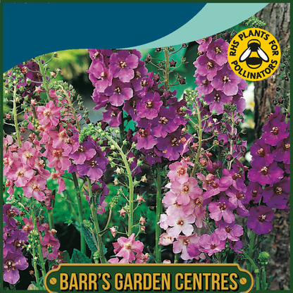 Johnsons - Verbascum Phoeniceum Mix - 500 Seeds