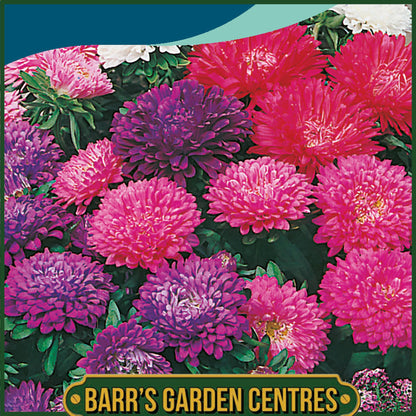 Johnsons - Aster Milady Mix - 150 Seeds