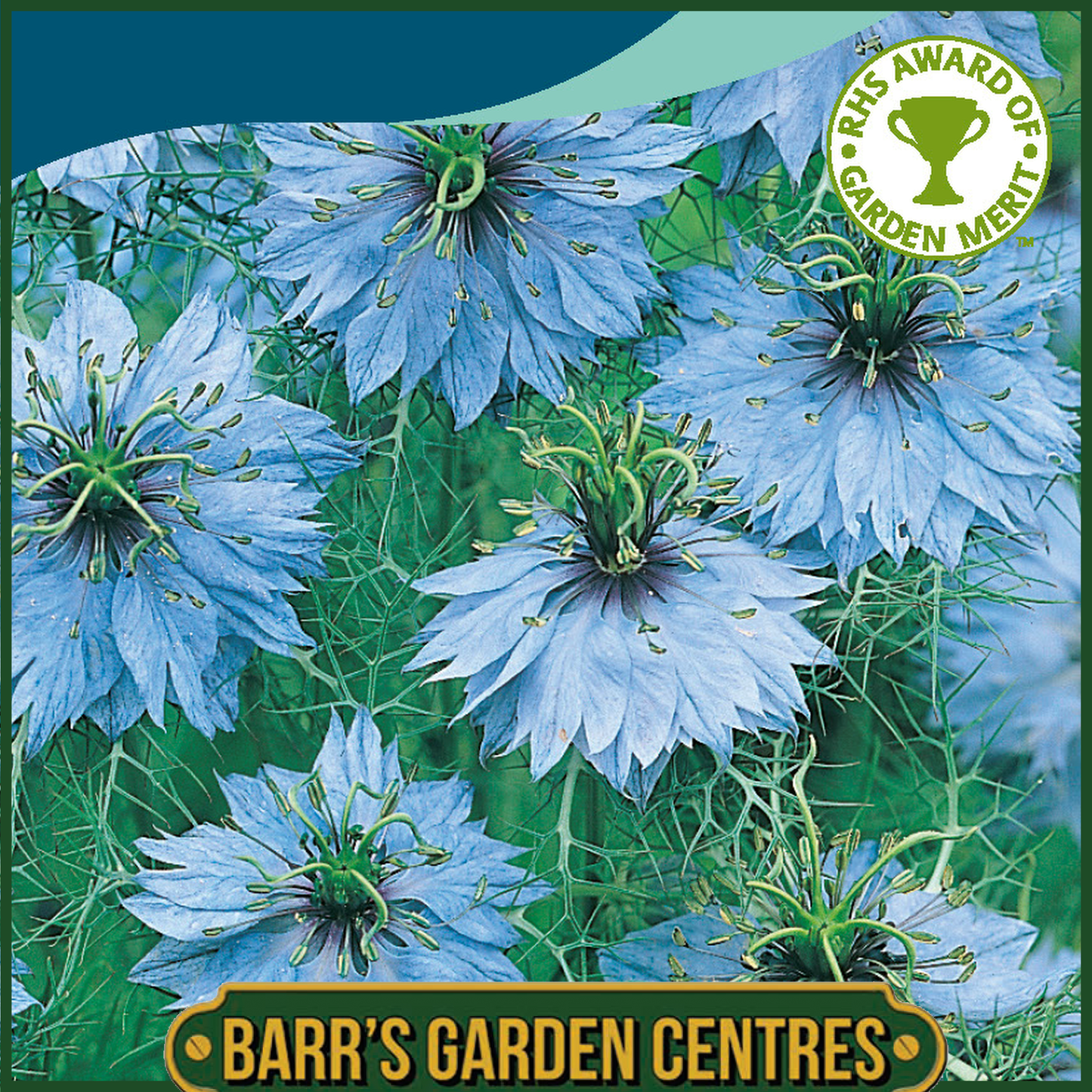 Johnsons - Nigella Miss Jekyll - 700 Seeds
