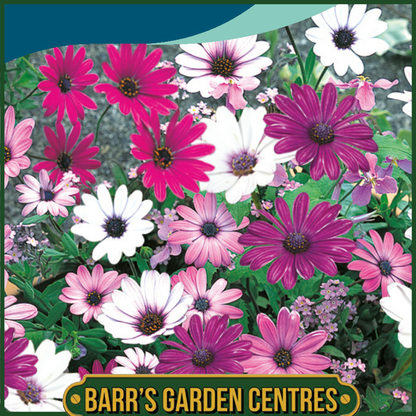 Johnsons - Osteospermum Daisy Mae - 25 Seeds
