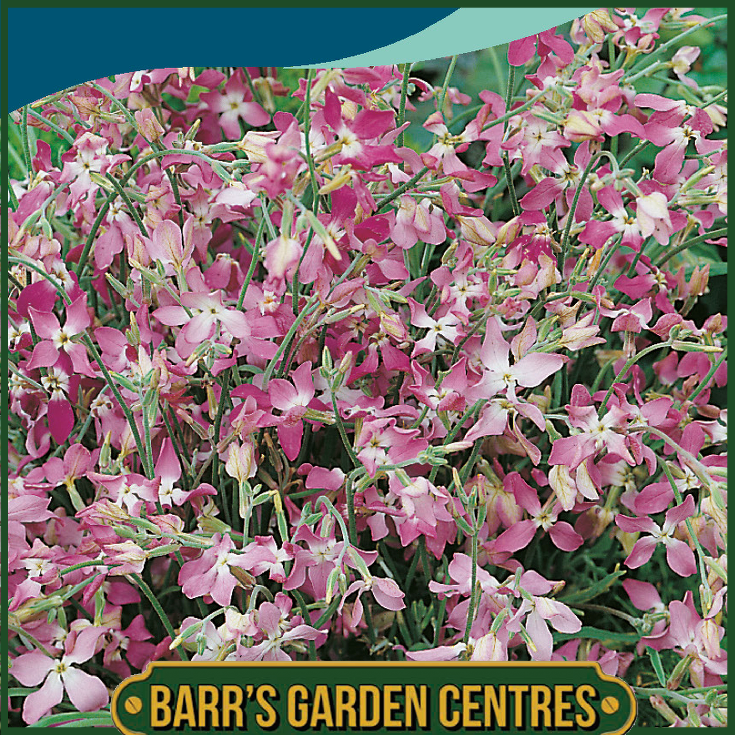 Johnsons - Stock Night Scented - 2000 Seeds