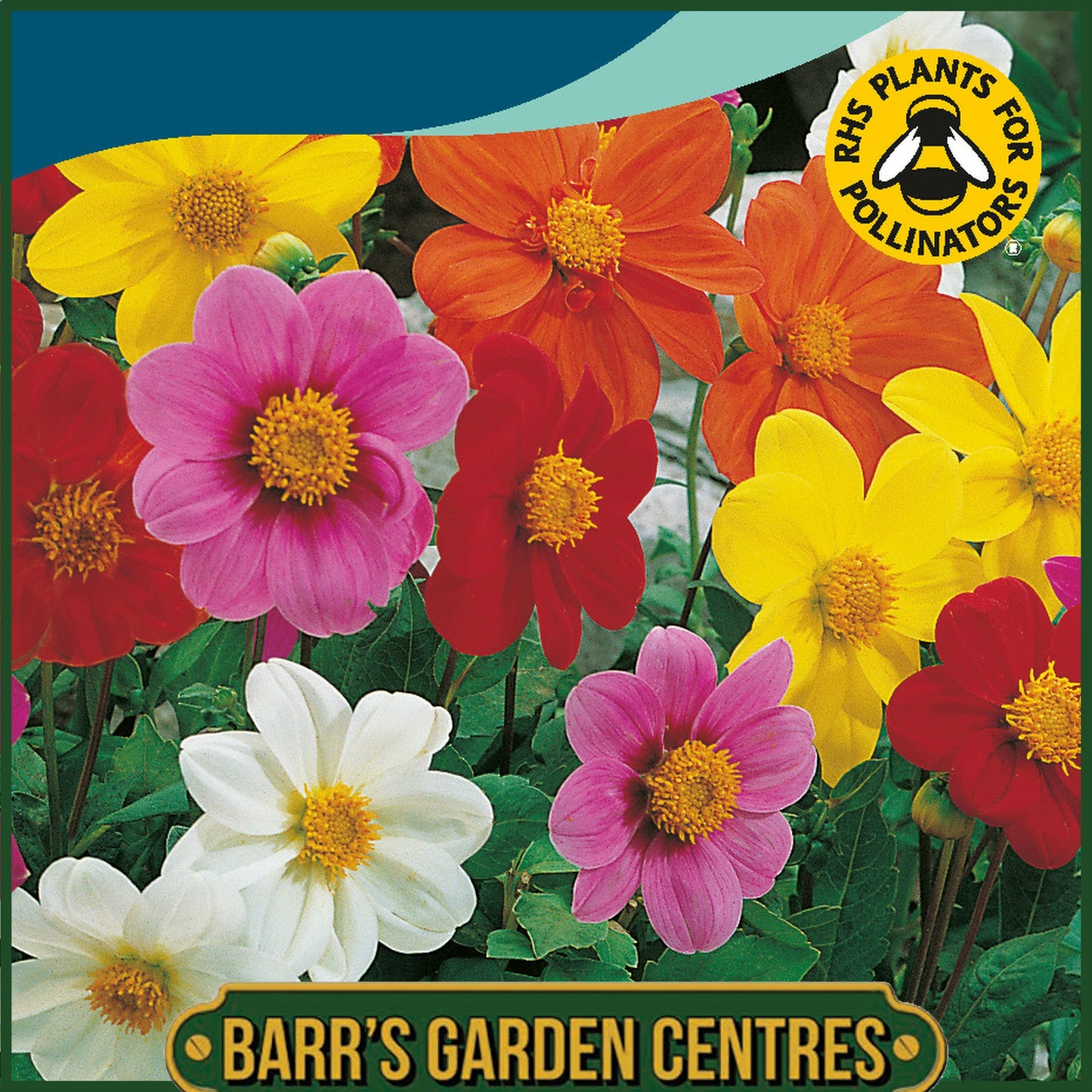 Johnsons - Dahlia Mignon Mix - 40 Seeds