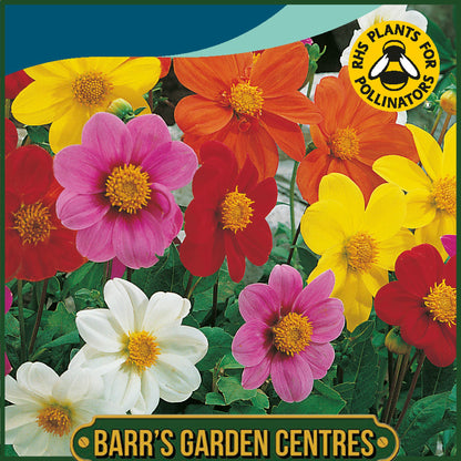 Johnsons - Dahlia Mignon Mix - 40 Seeds