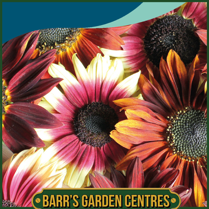 Johnsons - Sunflower Infrared F1 - 20 Seeds