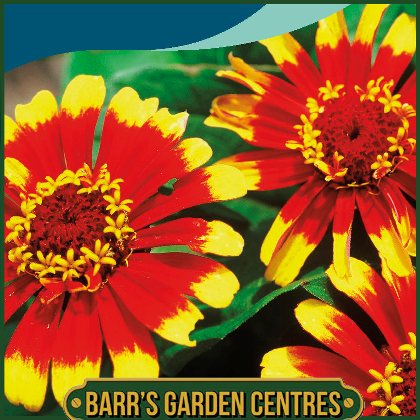 Johnsons - Zinnia Sombrero - 75 Seeds