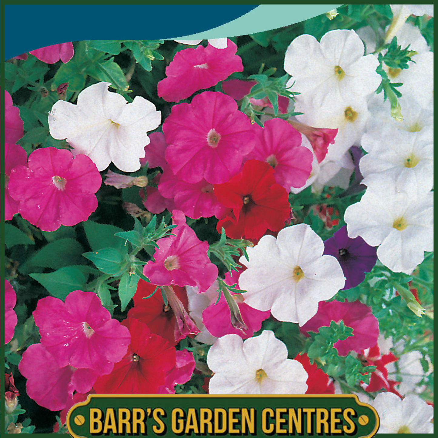 Johnsons - Petunia Bedding Mix - 750 Seeds