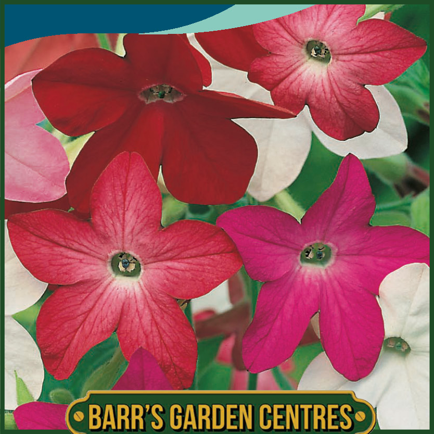 Johnsons - Nicotiana Sensation Mix - 2000 Seeds