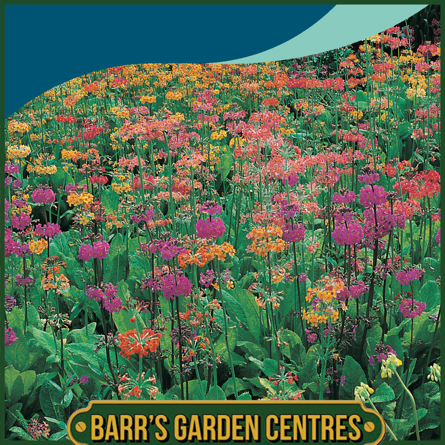 Johnsons - Primula Candelabra Woodside Mix - 50 Seeds