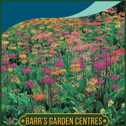 Johnsons - Primula Candelabra Woodside Mix - 50 Seeds