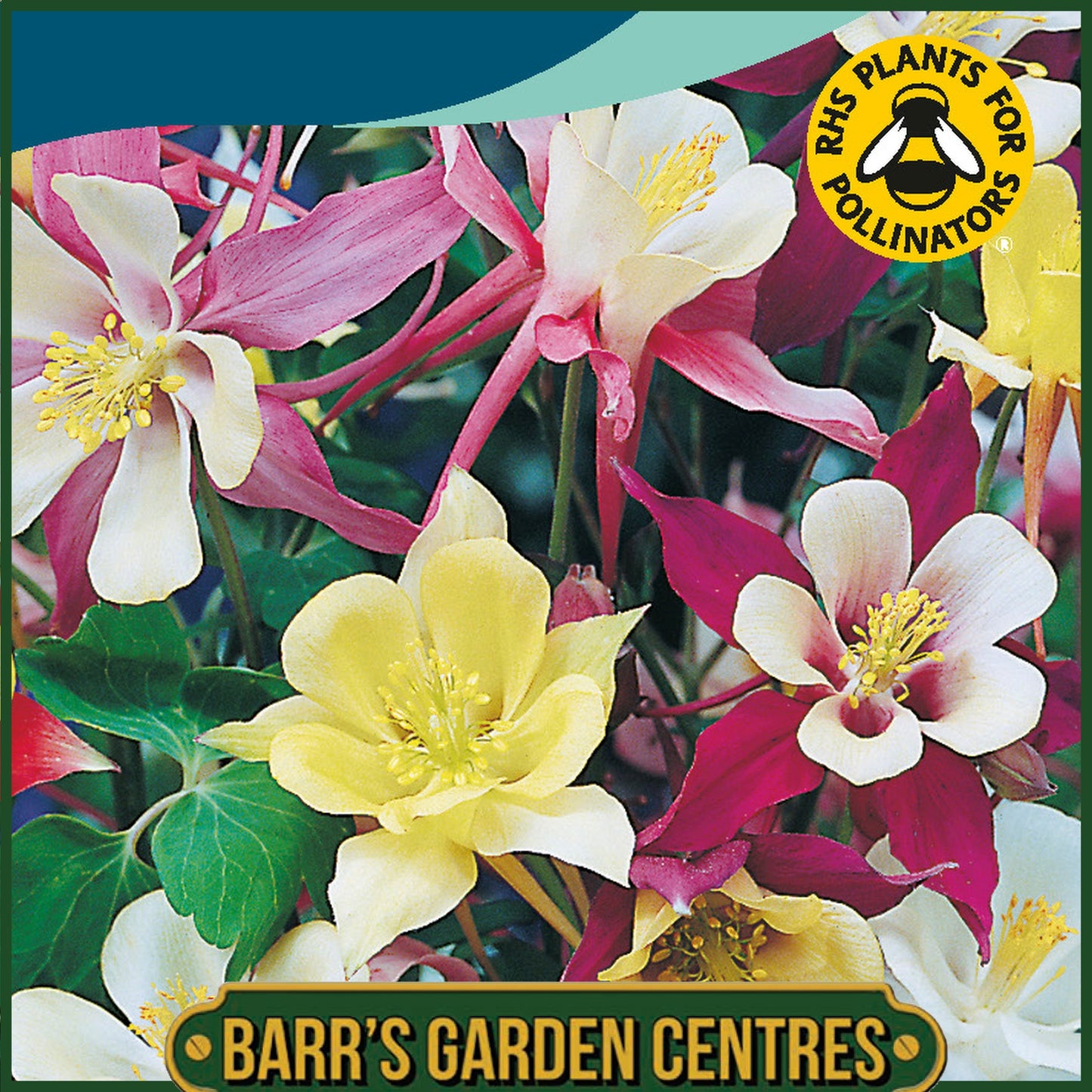 Johnsons - Aquilegia Mckana Giant Mix - 150 Seeds