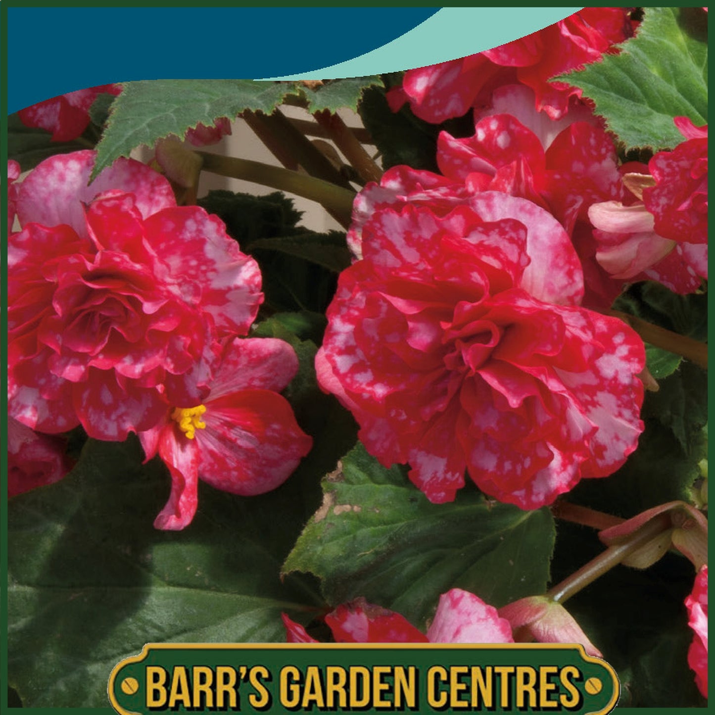 Johnsons - Begonia on Top Polka Dot F1 - 20 Seeds