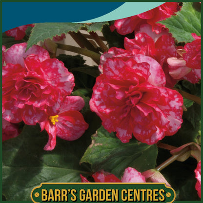Johnsons - Begonia on Top Polka Dot F1 - 20 Seeds
