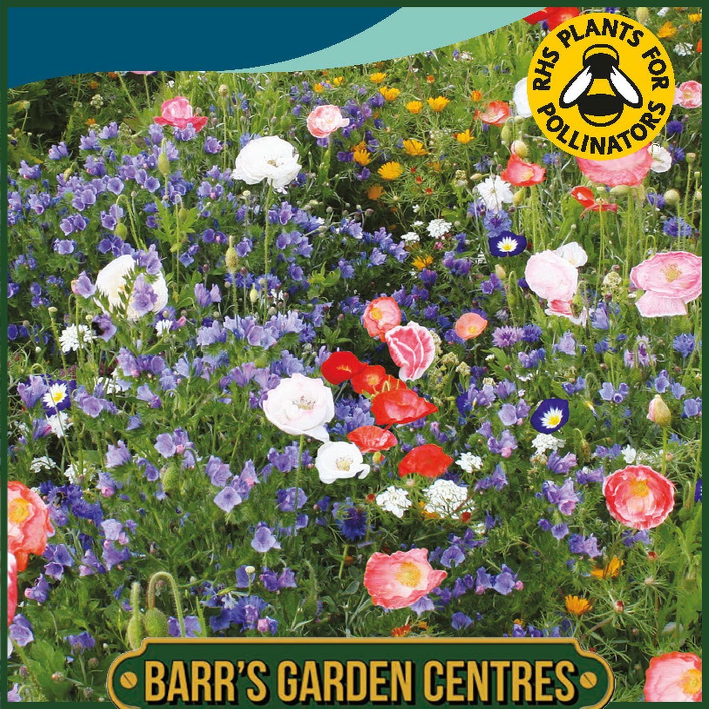 Johnsons - Mixed Annuals Carrie Ann - 1g Seeds