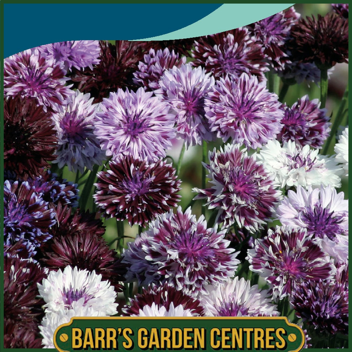 Johnsons - Cornflower Classic Magic - 200 Seeds