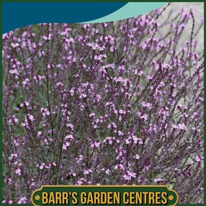 Johnsons - Verbena Officinalis Bampton - 50 Seeds