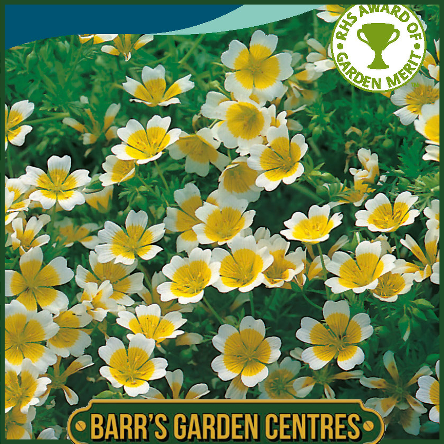 Johnsons -  Poached Egg Plant - Limnanthes - 100 Seeds