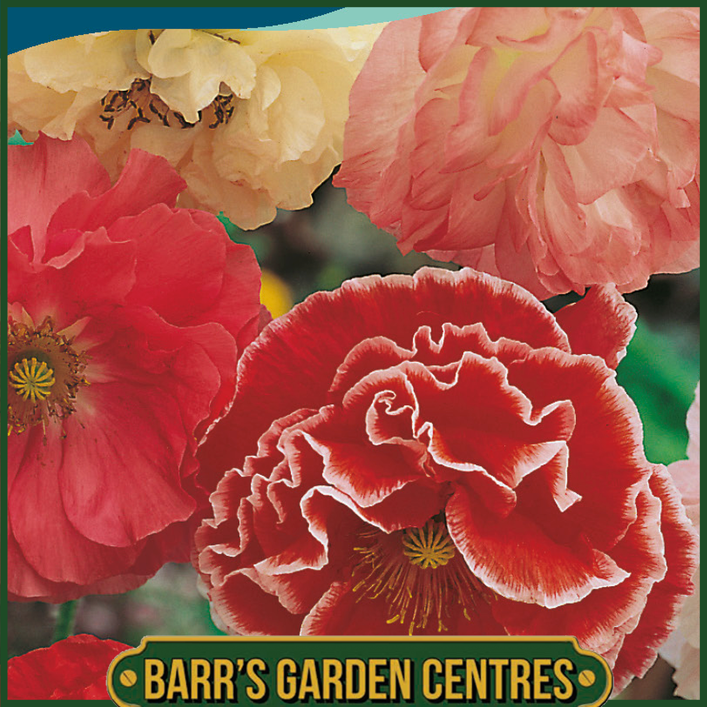 Johnsons - Poppy Shirley Double Mix - 1500 Seeds
