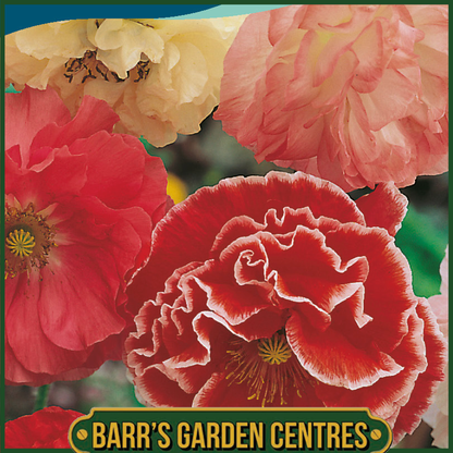 Johnsons - Poppy Shirley Double Mix - 1500 Seeds