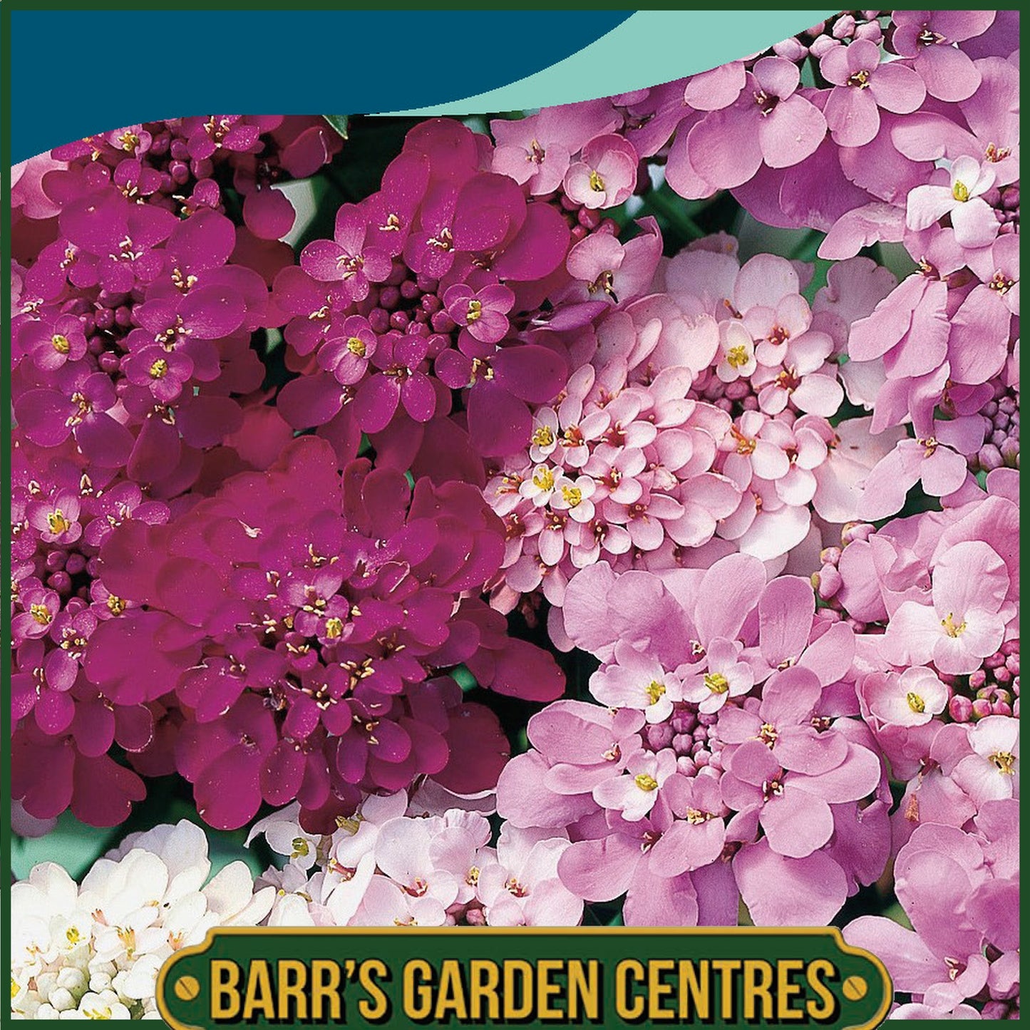 Johnsons - Candytuft Fairy Mix - 500 Seeds