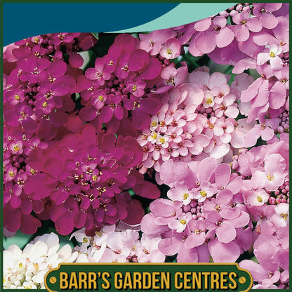 Johnsons - Candytuft Fairy Mix - 500 Seeds