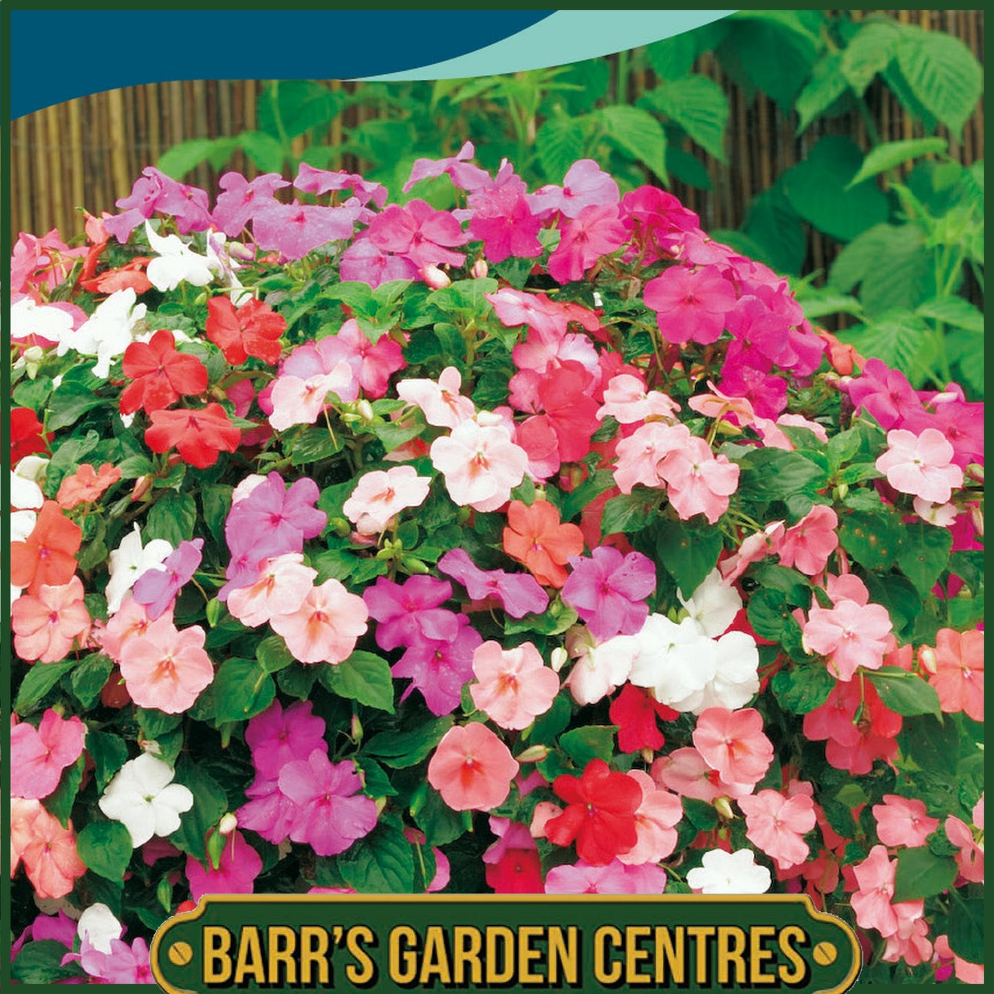 Johnsons - Busy Lizzie Safari Mix F2 - 50 Seeds
