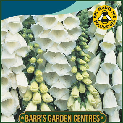 Johnsons - Foxglove Alba - 1000 Seeds