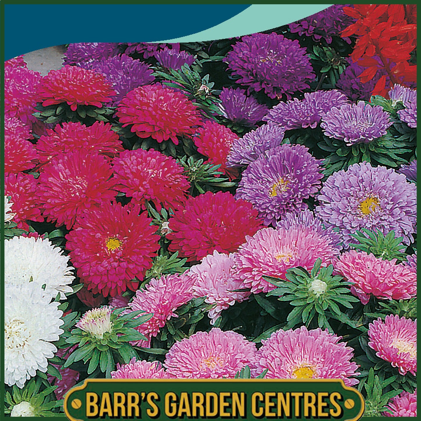 Johnsons - Aster Colour Carpet Mix - 250 Seeds