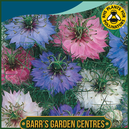 Johnsons - Nigella Persian Jewels Mix - 500 Seeds