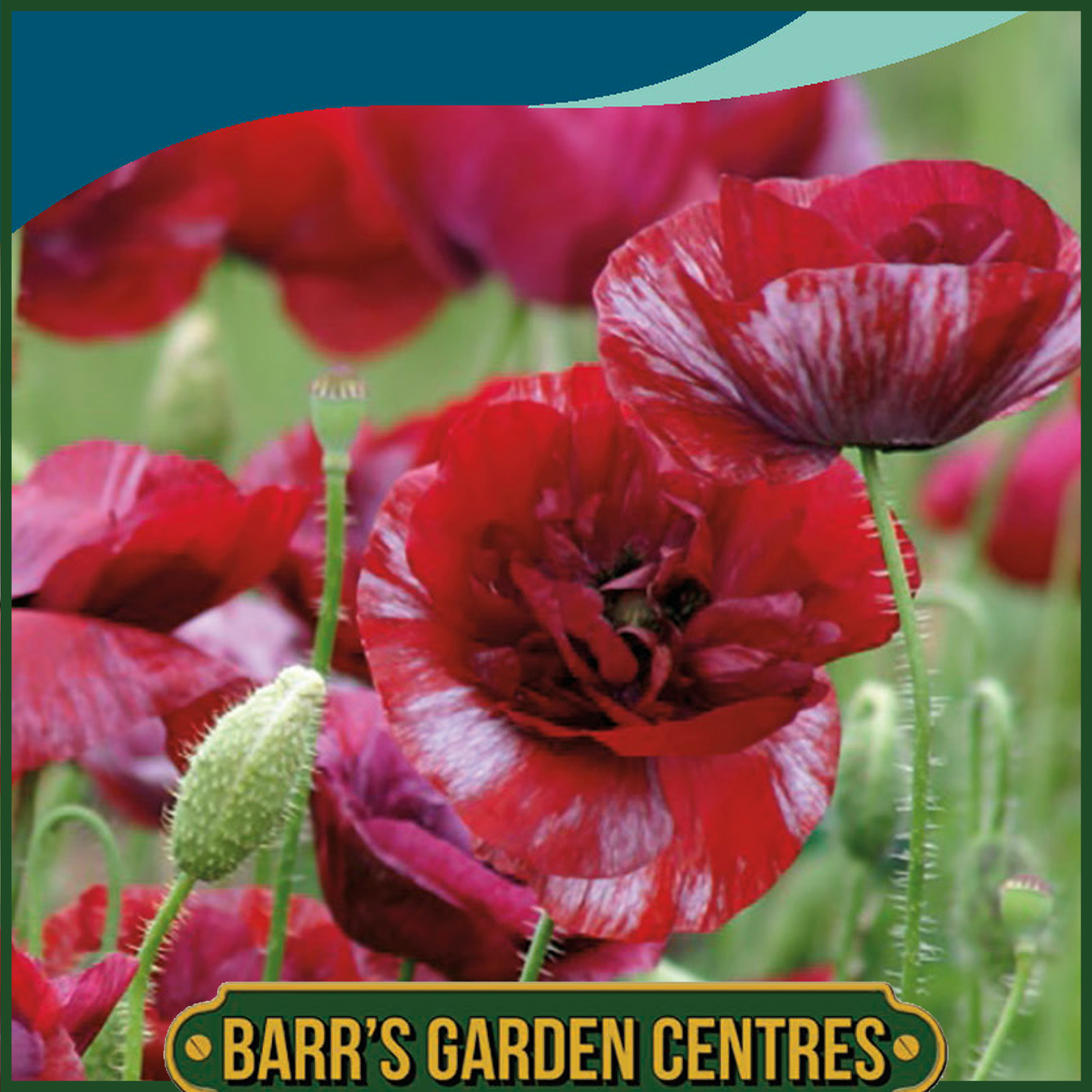 Johnsons - Poppy Pandora - 500 Seeds