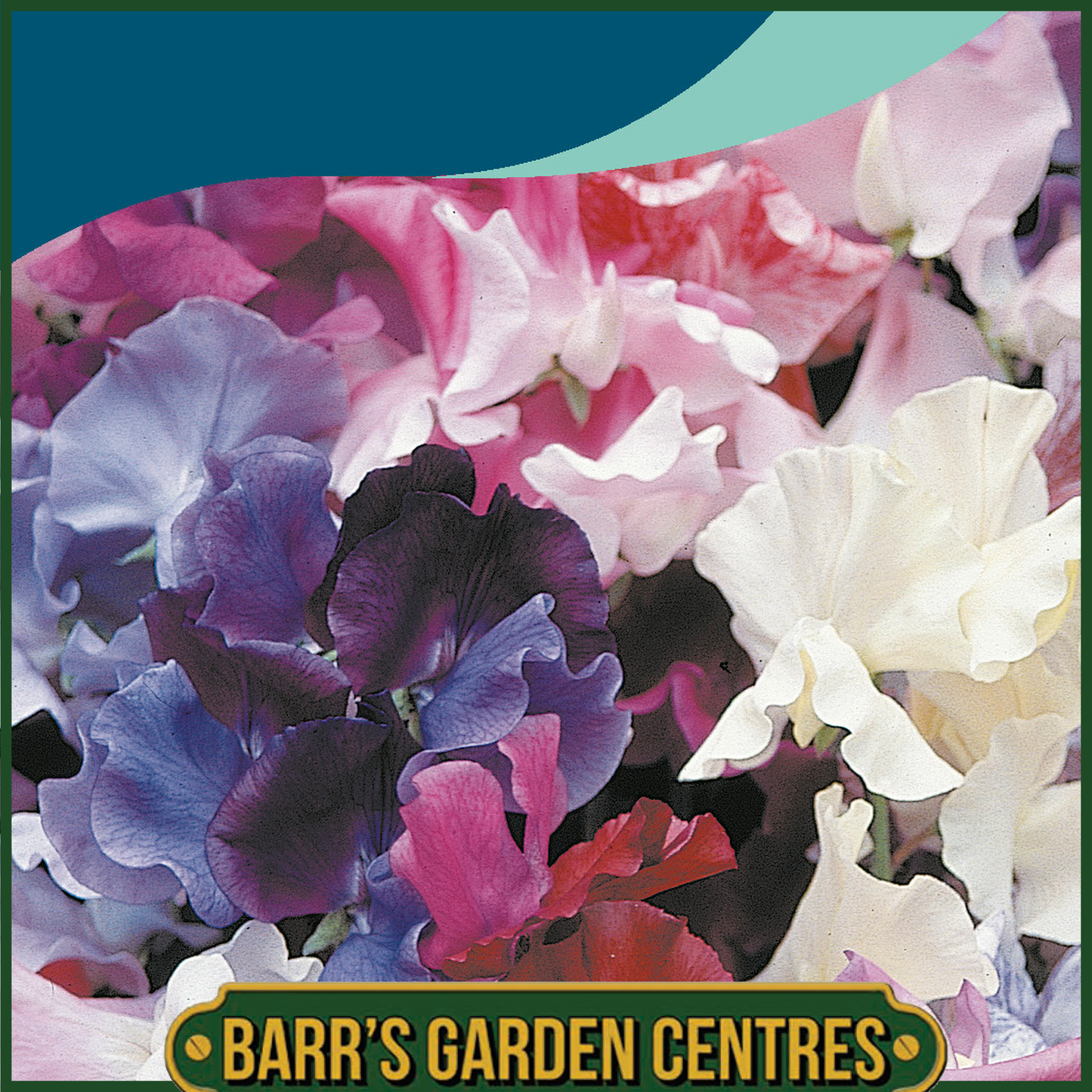 Johnsons - Sweet Pea Horizon Mix - 25 Seeds