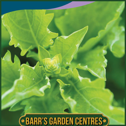 Johnsons - Herb - Basil Serrata - 300 Seeds