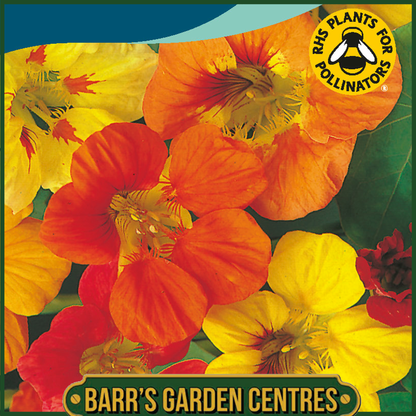 Johnsons - Nasturtium Trailing Single Mix - 25 Seeds