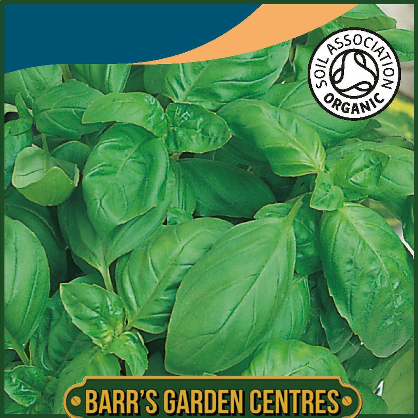 Johnsons - Organic Herb - Basil Sweet - 300 Seeds