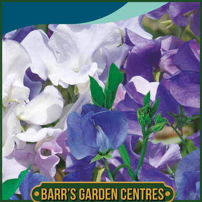 Johnsons - Sweet Pea Best of the Blues - 20 Seeds