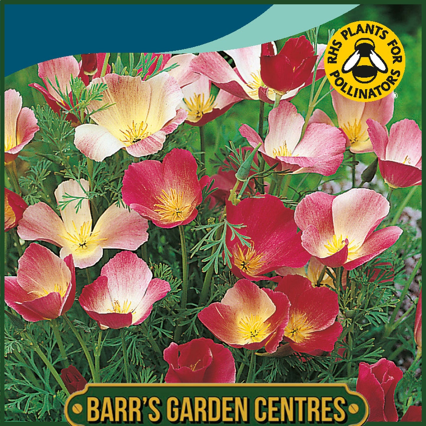 Johnsons - California Poppy Carmine King - 300 Seeds