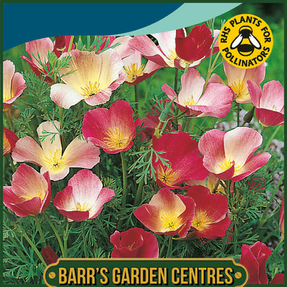 Johnsons - California Poppy Carmine King - 300 Seeds