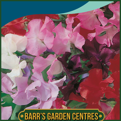 Johnsons - Sweet Pea Royal Mix - 25 Seeds
