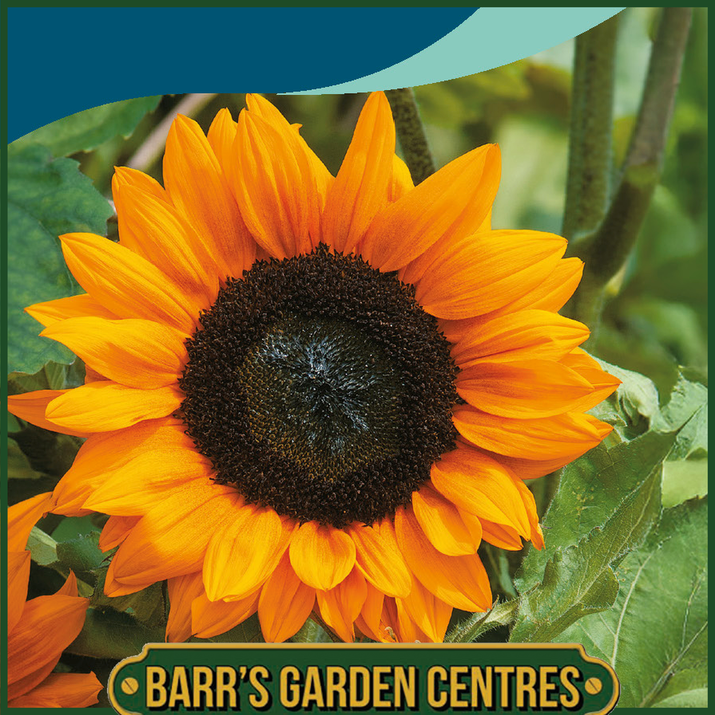 Johnsons - Sunflower Copper Queen F1 - 25 Seeds