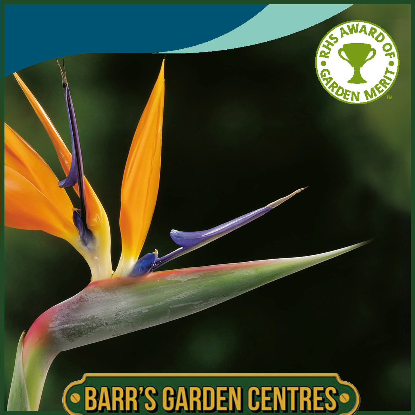 Johnsons - Strelitzia Reginae - 10 Seeds