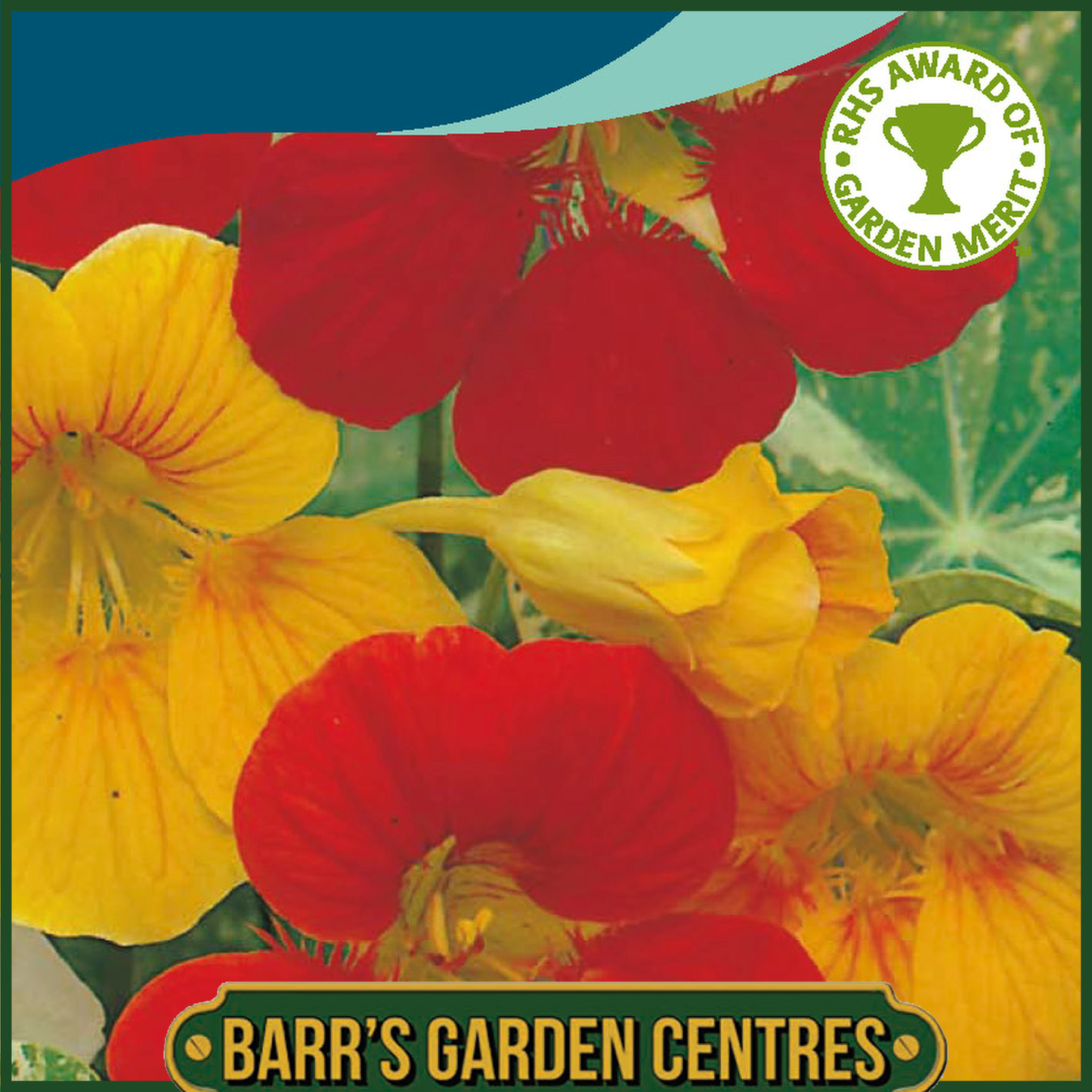 Johnsons - Nasturtium Alaska Mix - 25 Seeds